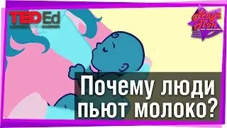 🥛 Почему люди пьют так много молока? 