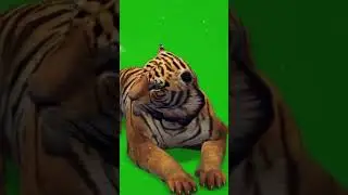 GREENSCREEN VIDEO CHROMA KEY BACKGROUND CHANGE TIGER VFX LION  MAFIA HORROR DANGEROUS HUNTER