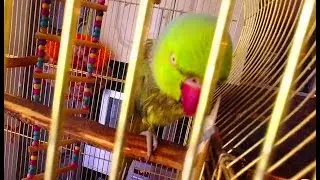 Попугай Григорий искупался / Gregory the parrot bathed