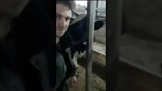 Наша корова