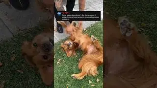 Dog HATES her groomer! #goldenretriever #doggrooming #tutorial #doglover