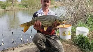 сазан ,лещ, весной на кислую кукурузу