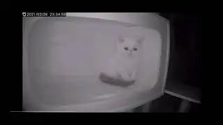 _("«Грустный Кот»")_