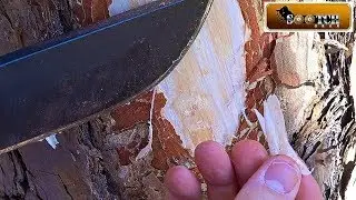 Survival Food  Pine Bark Cambium