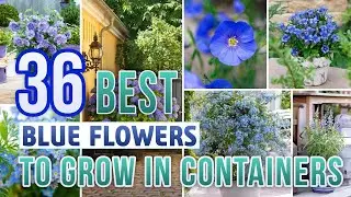 36 Best Blue Flowers To Grow In Containers