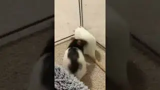 Rat Fights!