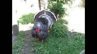 Индюк - Гатчина - Дворцовая ферма