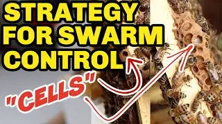 Beekeeping: How To Deal With Swarm Cells For Swarm Control