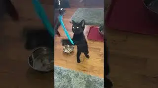 Sable plays with a new feathered toy.