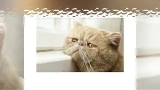 Афоризмы кота Конфуция.  Видеокнига