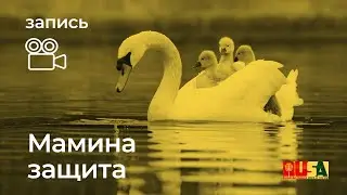 Мамина защита