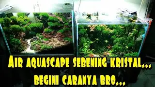 #48 Cara agar air diaquascape sebening kristal