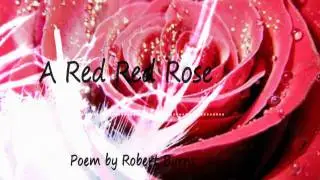 ♥ My Love Is Like A Red, Red Rose...♥