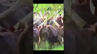 Ankole cattle