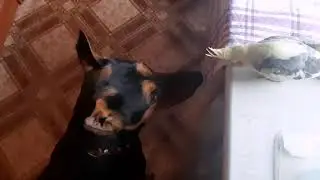 Я так люблю торти