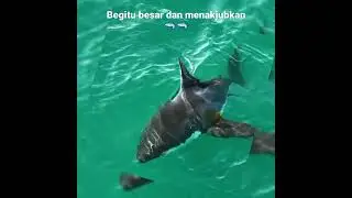 ternyata hiu putih raksasa doyan rumput laut 🦈🦈 #shorts #shark #ocean