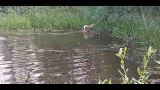 Собака. Пруд. Лес.