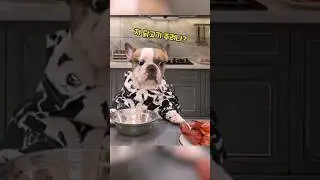 먹는데 개취가 분명한 댕댕이 🐾🐕 #shorts #댕댕이 #강아지 #pets #cute #animals #dog