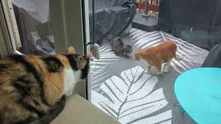 A very tense moment with 3 cats