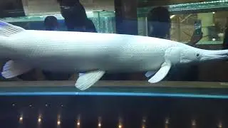 ปลาอริเกเตอร์แพลตทินั่ม ชื่อเก๋