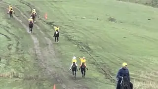 Beautiful Horse! Horses Running  #horse #horses #shorts
