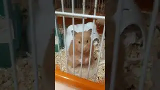 Хомяк 🐹 Милка