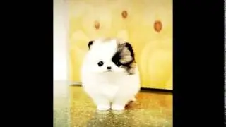 pomeranian love ♥
