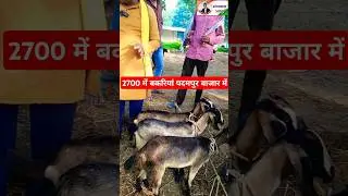 Padampur Bakri Bazzar Odisha।। #bakrifarming #goathusbandry #chhattisgarh #omprakashausar