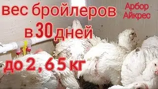 Broilers. Weight of Arbor Acres broilers at 30 days.