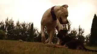 Dogo Argentino 