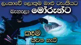 feeding sharks | biggest tunnel aquarium | biggest water tank in Sri lanka
