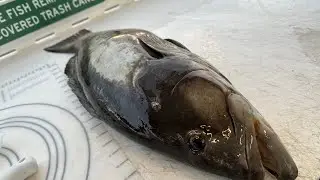South Florida Underwater Hunting