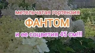 45 см!!! Бомбические соцветия гортензии ФАНТОМ🌺 это просто💣💥🌺☺️