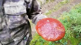 Грибной Лес #shortvideo #Shorts #погрибы #тихаяохота
