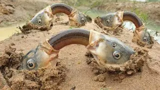Странное Поведение Животных!