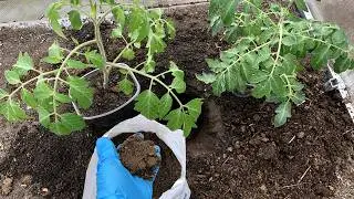 Положила это В ЛУНКУ, томаты МОЩНО ДВИНУЛИСЬ В РОСТ И ДАЛИ ШИКАРНЫЙ УРОЖАЙ