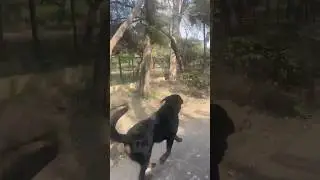 aram se bhaiyoo #rottweiler #rottweilerworld #walking #dogparks #shortindia #ytshorts #yt #doglover