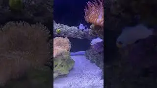 Clown fish sick?