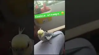 Pepper attempting ‘Cookie’ 😃 Giod job my boy! #chirpychatter #petbirds #cockatiel