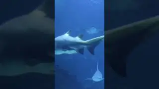 ученье - свет