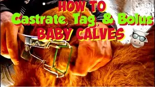 How to CASTRATE, TAG, & BOLUS medication for Newborn Calves 🐮🤠🚑