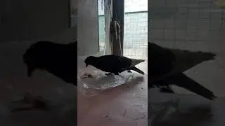 Не дай полетать, дай поклевать.