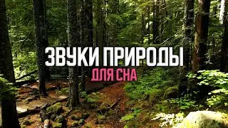2 часа успокаивающих звуков природы для сна в зеленом лесу