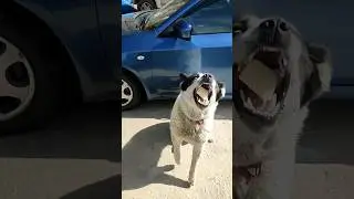 Ну милашка же ☺️ Cute dog 