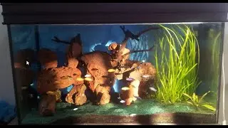 Сichlid Aquarium 250 L Цихлиды оз. Малави.Вулканическая лава.02.09.2019.