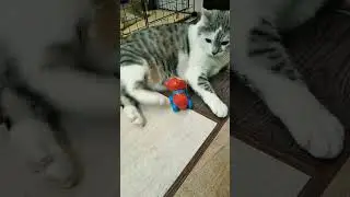 смеюсь над реакцией кошки Милки на заводную игрушку