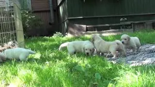 Golden puppies.28 days/Щенки голден ретривера. 28 дней.