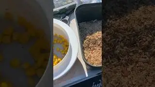 Короп не встояв перед смачною наживкою 