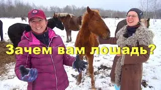 Покупка жеребёнка. Зачем вам лошадь?