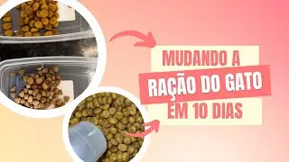Como mudar a ração do gato em 10 dias 👍